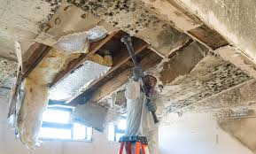 Best Post-Construction Mold Inspection in Rumson, NJ